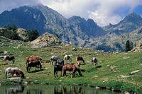 Mercantour-Lac-de-Tr&eacute;couples-paarden-grazen-bergen-600x398